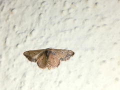 Idaea kendallaria