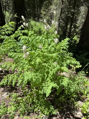 Corydalis caseana brandegeei