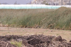 Gallinago nobilis