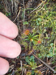 Drosera auriculata