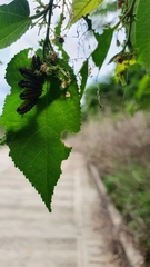 Phelypera distigma