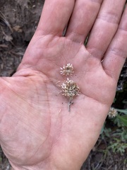 Antennaria marginata