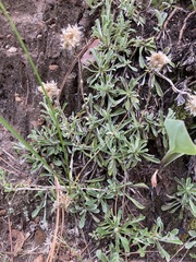 Antennaria marginata