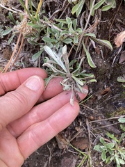 Antennaria marginata