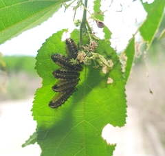 Phelypera distigma