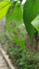 Phelypera distigma