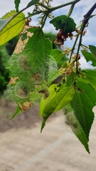 Phelypera distigma