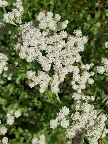 Silver pussytoes (Antennaria argentea)