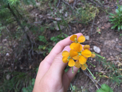 Erysimum capitatum capitatum