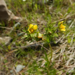 Potentilla bipinnatifida
