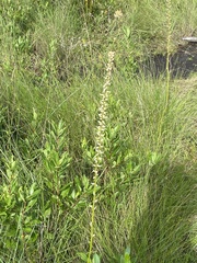 Aletris farinosa