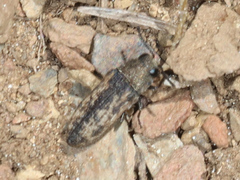 Acmaeoderini