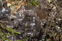 Pseudocyphellaria dissimilis