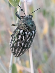 Julodis onopordi
