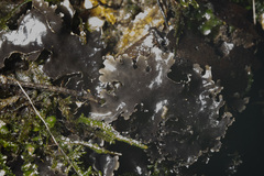 Pseudocyphellaria dissimilis