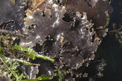 Pseudocyphellaria dissimilis