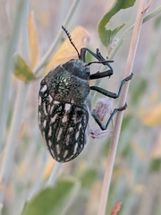 Julodis onopordi