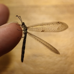Distoleon tetragrammicus