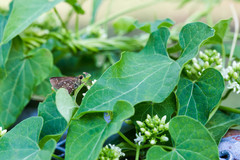 Amblyscirtes aesculapius