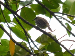 Pycnonotus goiavier analis