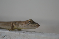 Anolis schiedii