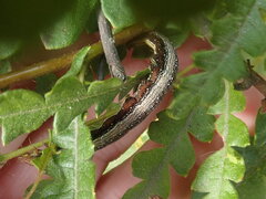 Catocala antinympha