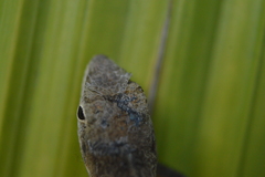 Anolis schiedii
