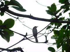 Pycnonotus goiavier analis