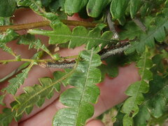 Catocala antinympha