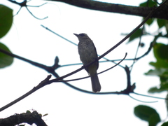 Pycnonotus goiavier analis