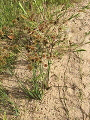 Juncus validus
