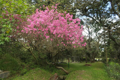 Chionanthus pubescens