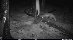 Vulpes vulpes necator