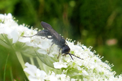 Lyroda