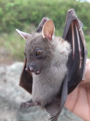 Cynopterus brachyotis