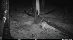 Vulpes vulpes necator