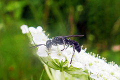 Lyroda