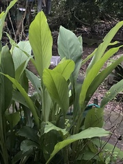 Spathiphyllum wallisii