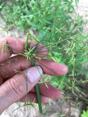 Cyperus haspan