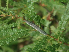 Catocala antinympha