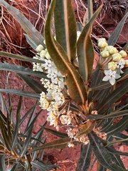 Asclepias labriformis