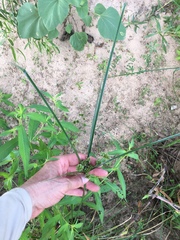 Cyperus entrerianus