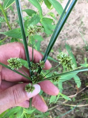 Cyperus entrerianus