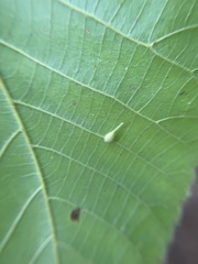 Caryomyia inclinata
