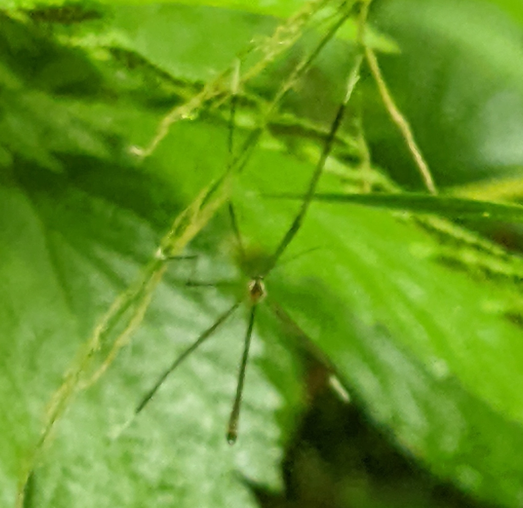 Bittacomorphella fenderiana