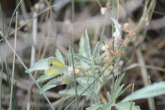 Ambrosia grayi