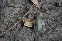 Krananda latimarginaria