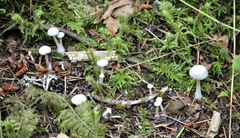 Entoloma sericellum