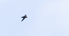 Streptoprocne rutila