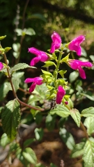 Salvia chiapensis